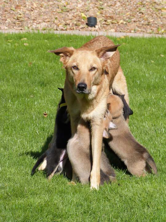 chinook dog